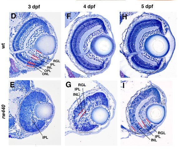 ゼブラフィッシュの網膜発生 | 沖縄科学技術大学院大学（OIST）